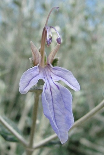 Teucrium fruticans