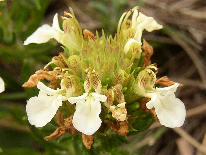 Teucrium montanum