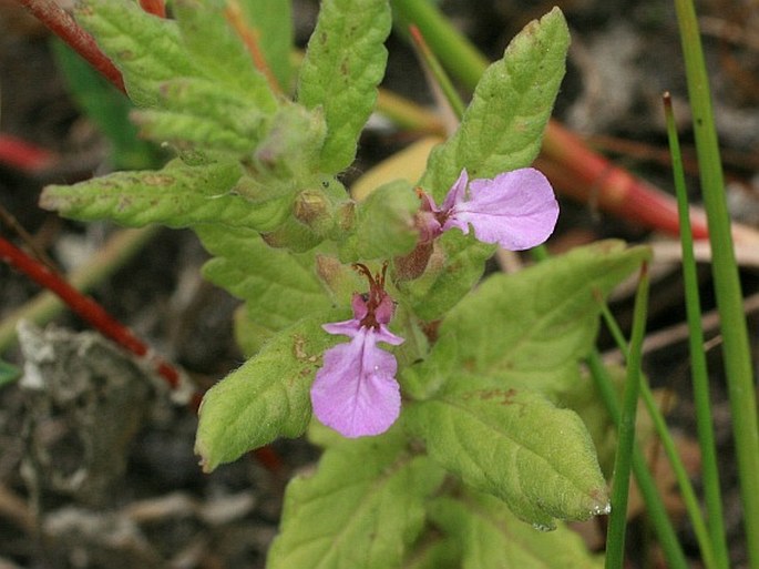 Teucrium scordium