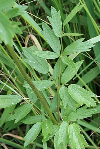 Thalictrum flavum