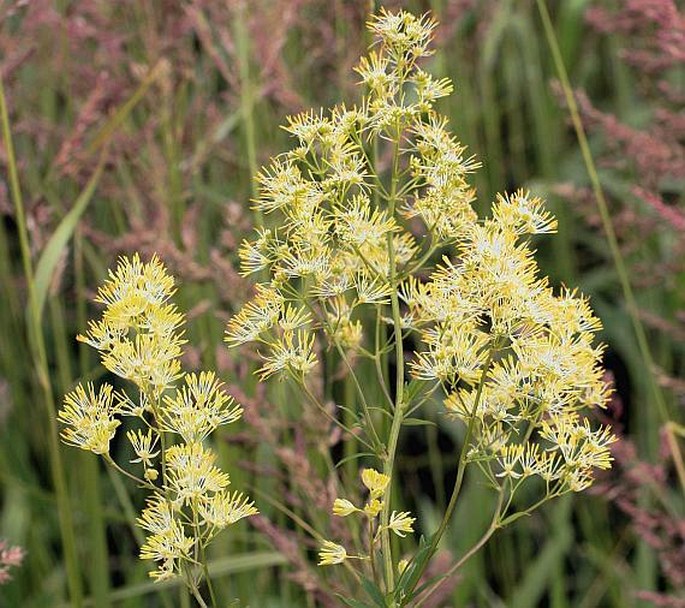 Thalictrum flavum