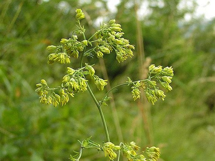 THALICTRUM MINUS L. - žluťucha menší / žltuška menšia