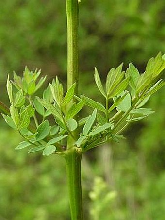 Thalictrum minus