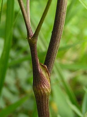 Thalictrum minus