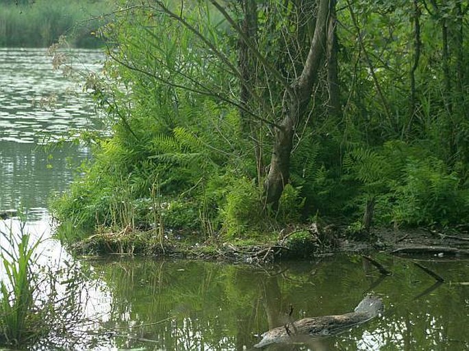 Thelypteris palustris