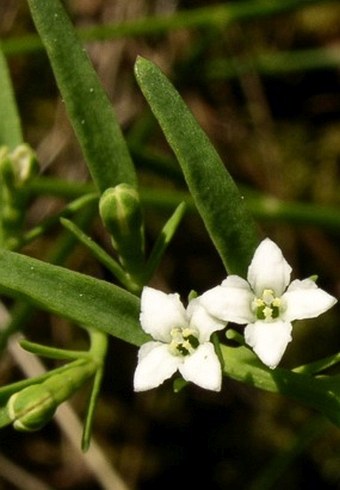 Thesium alpinum