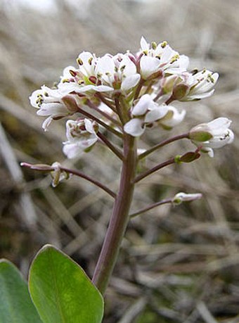 Noccaea caerulescens