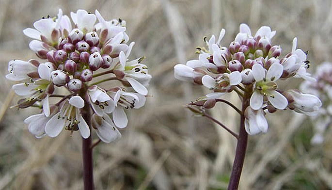 THLASPI CAERULESCENS  J. Presl et C. Presl  – penízek modravý / peniažtek alpínsky