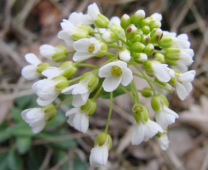 THLASPI MONTANUM L. – penízek horský / peniažtek horský