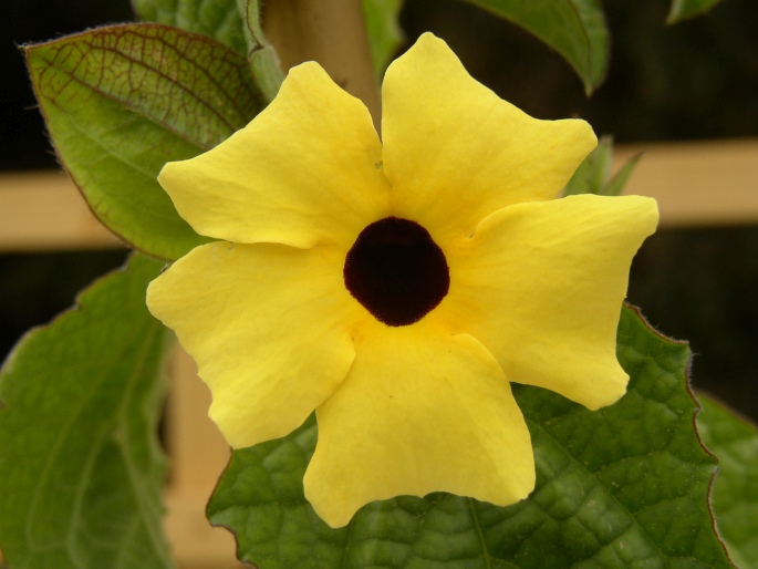 THUNBERGIA ALATA Bojer ex Sims – smatavka