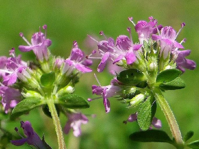 THYMUS PULEGIOIDES L. subsp. PULEGIOIDES - mateřídouška vejčitá pravá / dúška vajcovitá pravá