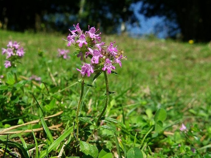 Thymus pulegioides subsp. pulegioides