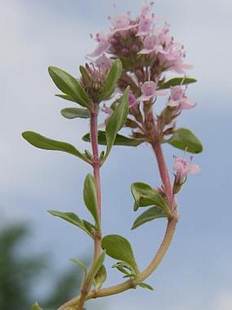 Thymus glabrescens