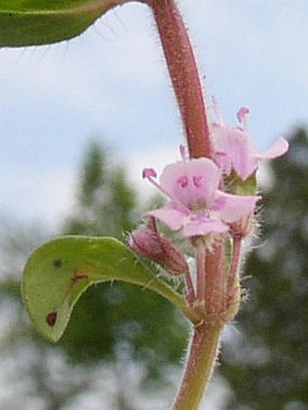 Thymus glabrescens