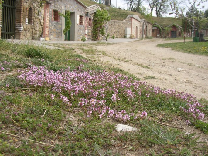 Thymus glabrescens
