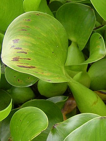 Pontederia crassipes