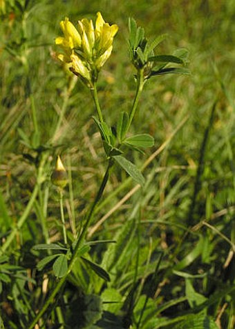 Medicago falcata