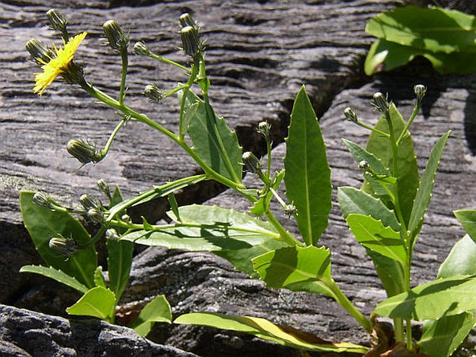 TOLPIS MACRORHIZA (Lowe) Lowe – škardovka