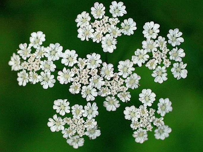 TORILIS JAPONICA (Houtt.) DC. - tořice japonská / torica japonská