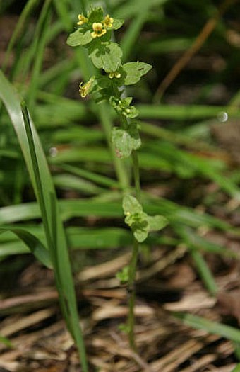 Tozzia carpathica