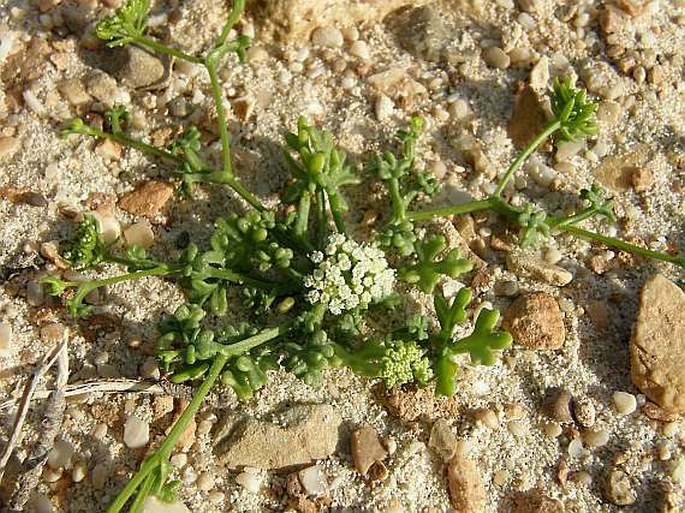 Trachyspermum pimpinelloides