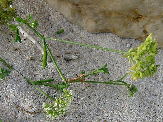 Trachyspermum pimpinelloides