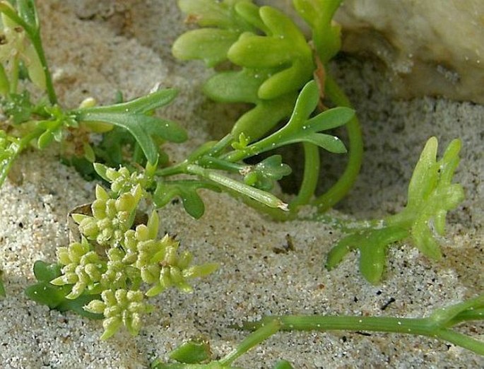 Trachyspermum pimpinelloides