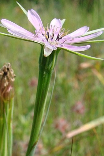 Geropogon hybridus