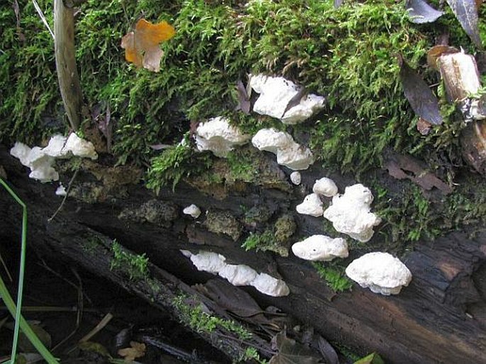 Trametes suaveolens