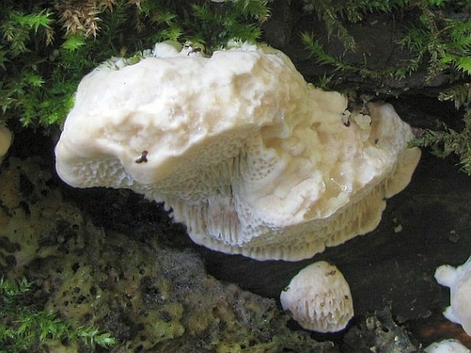 Trametes suaveolens