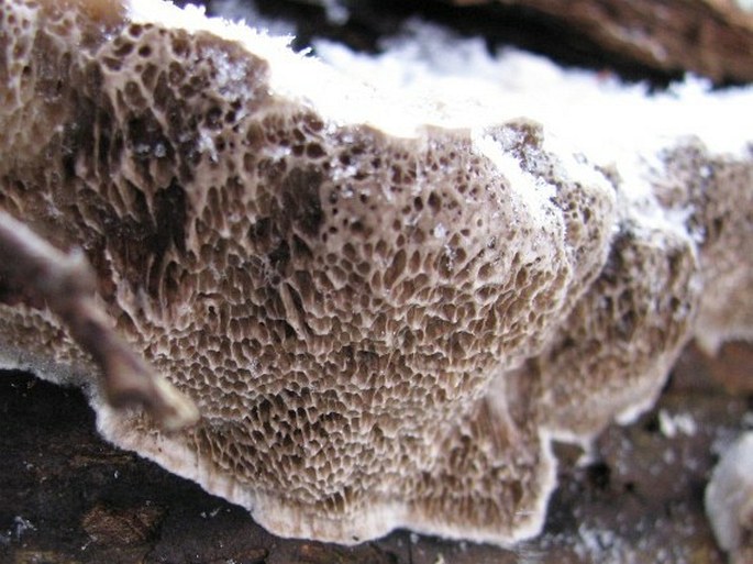 Trametes suaveolens