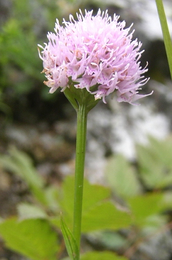 Traunsteinera globosa