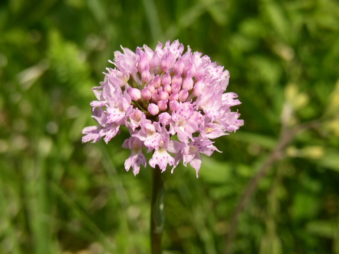 Traunsteinera globosa