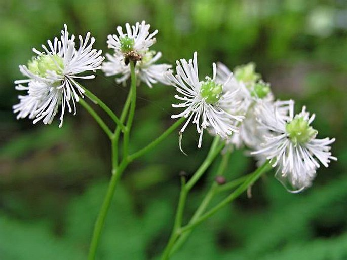 Trautvetteria caroliniensis