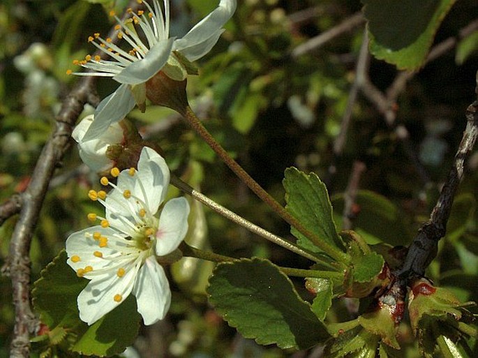 Pražské obrázky: Třešeň křovitá (Prunus fruticosa)