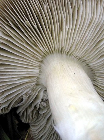 Tricholoma portentosum