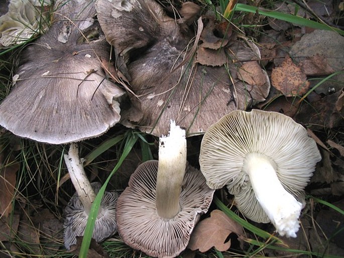 Tricholoma portentosum