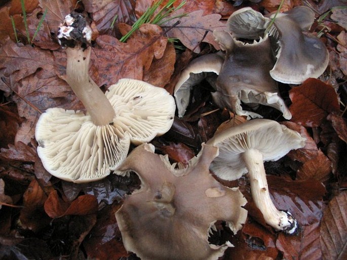 Tricholoma saponaceum