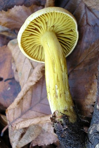 Tricholoma sulphureum