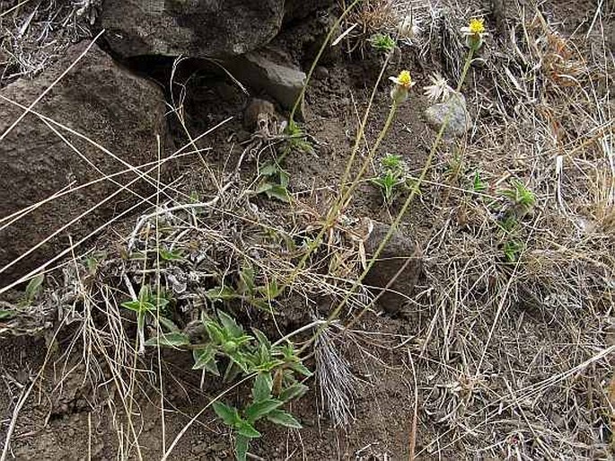 Tridax procumbens