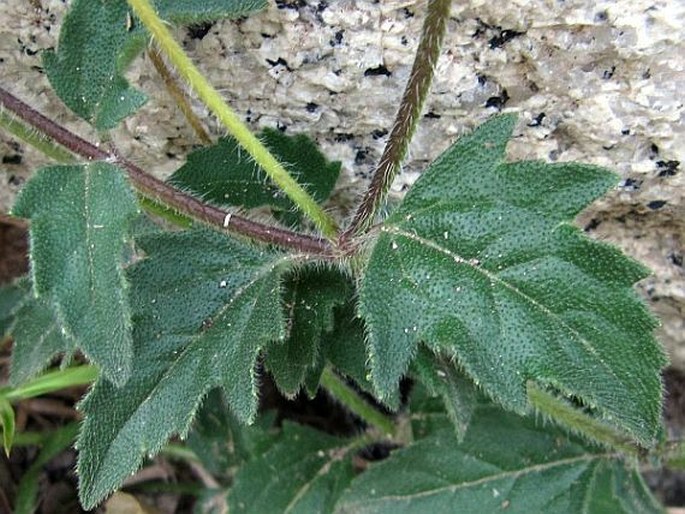 Tridax procumbens