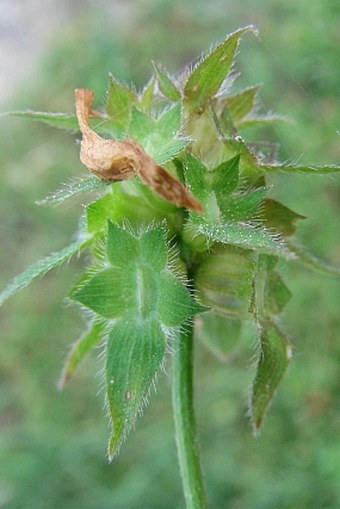 Trifolium clypeatum