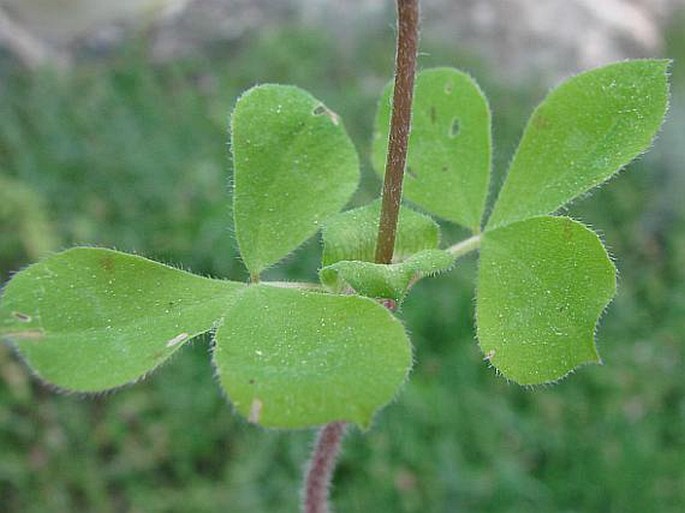 Trifolium clypeatum