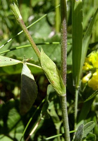 Trifolium aureum