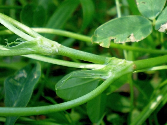 Trifolium fragiferum