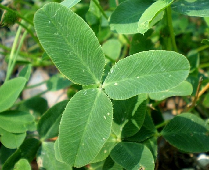 Trifolium fragiferum