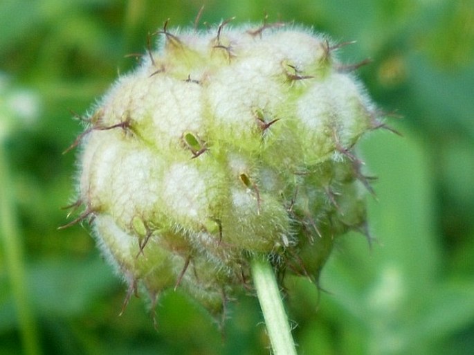 Trifolium fragiferum