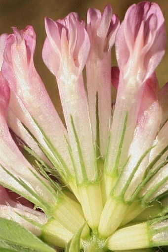 Trifolium medium