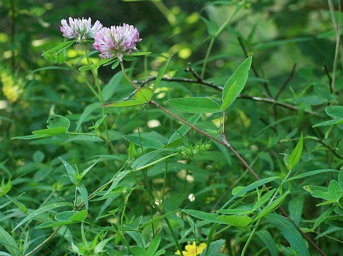 Trifolium medium