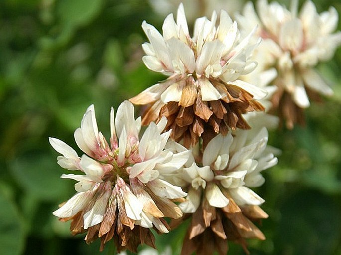 Trifolium orbelicum